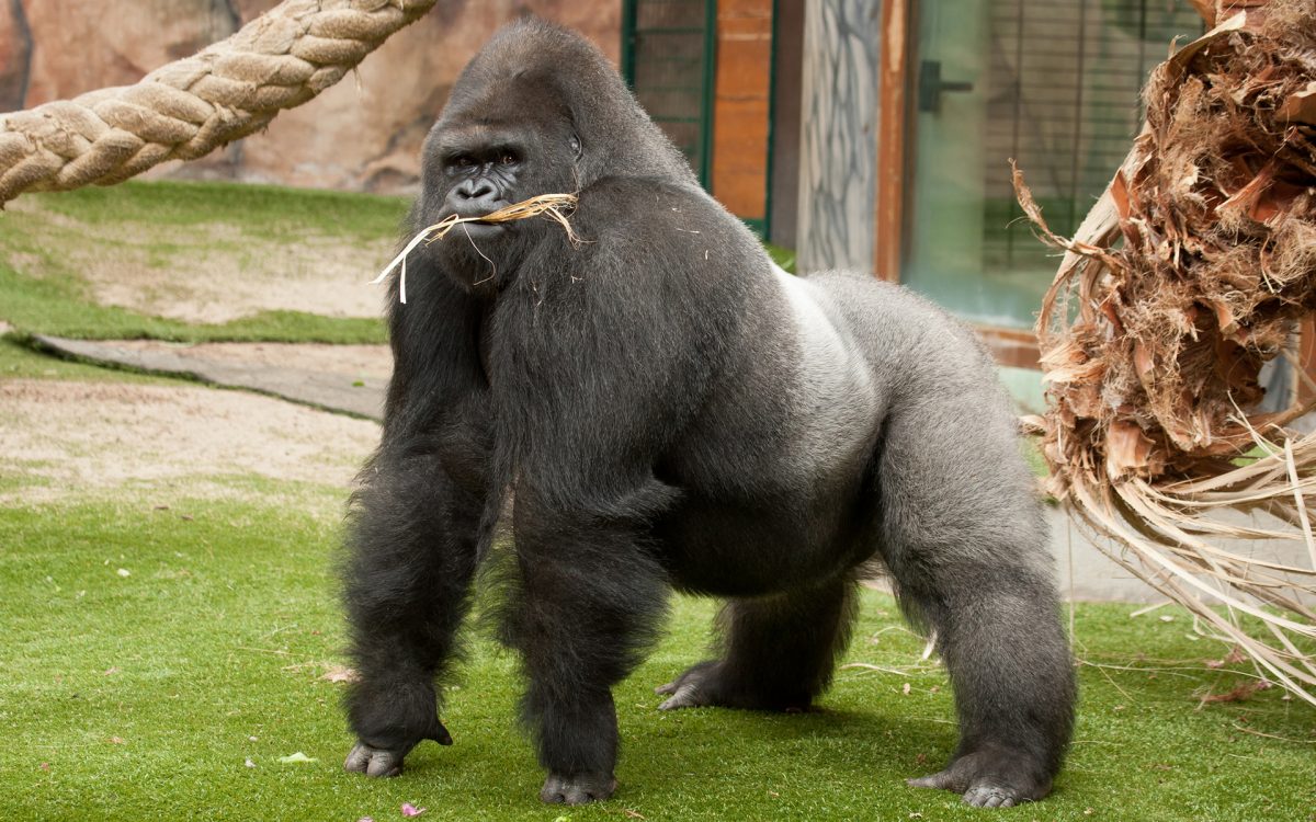 Episode 80 – If Evolution Were True, You Couldn’t Know it